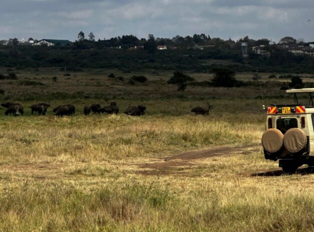 Safari Game Drives in East Africa