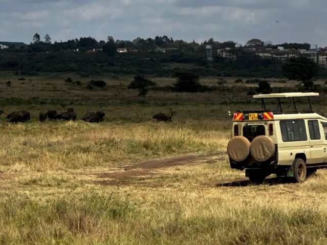 Safari Game Drives in East Africa