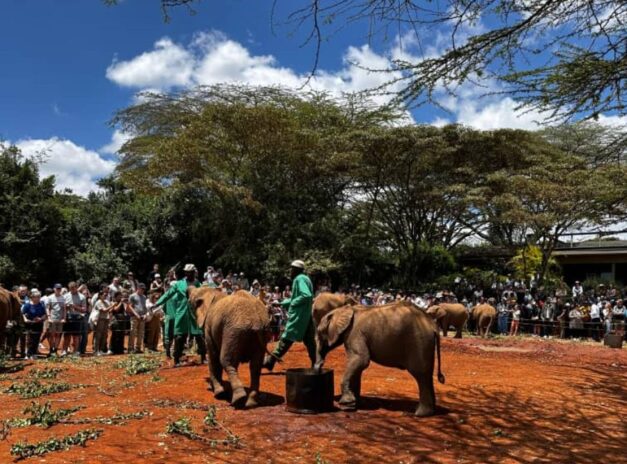 David Sheldrick Wildlife Trust