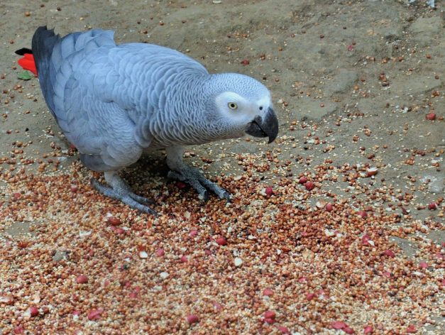 African grey parrot in Kibale national park