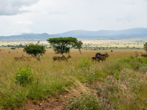 Best Time to Visit East Africa Safari