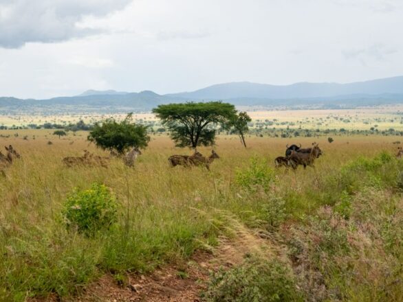 Best Time to Visit East Africa Safari