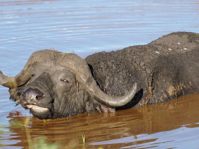 lake Mburo national park in uganda