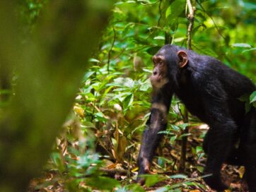 Chimpanzee Tracking in Uganda