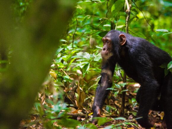 Chimpanzee Tracking in Uganda