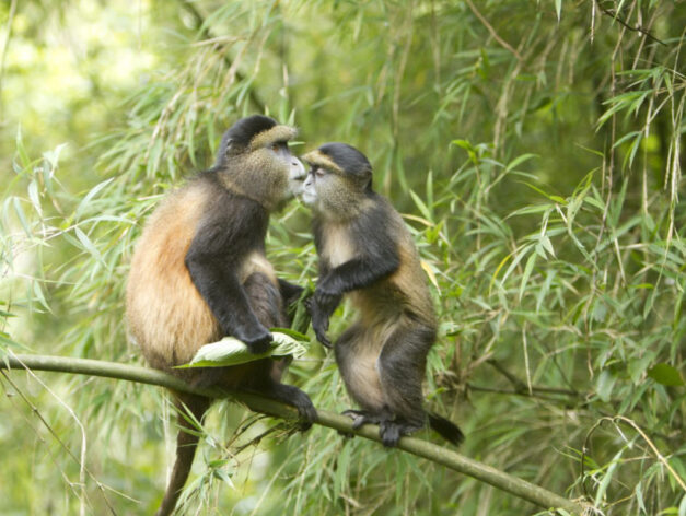 golden monkey tracking in rwanda