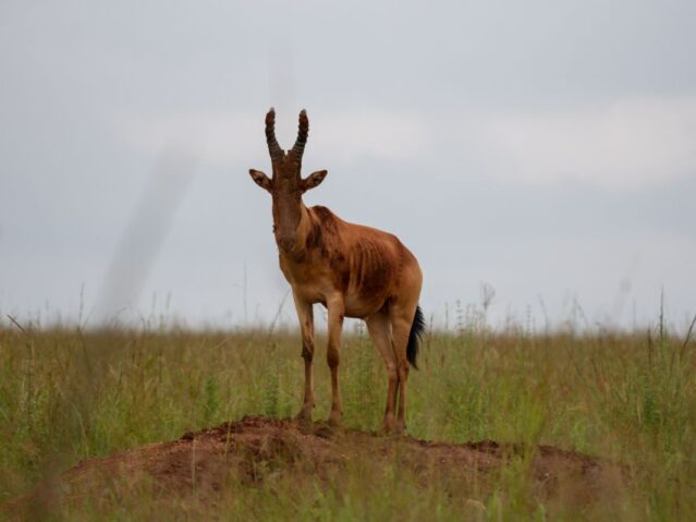 Kidepo National Park in uganda