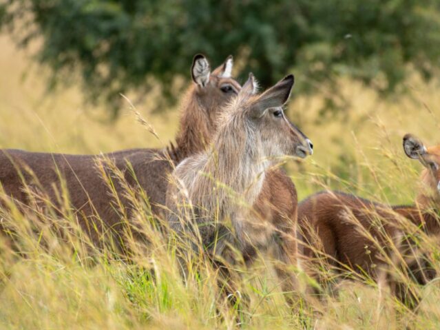 Kidepo Valley National Park