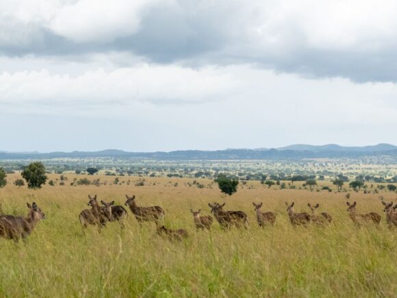 Top Safari Activities in East Africa