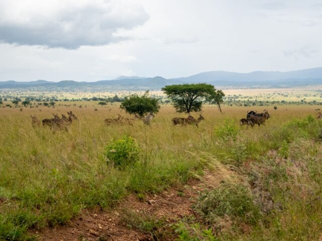 Kidepo Valley National Park in Uganda