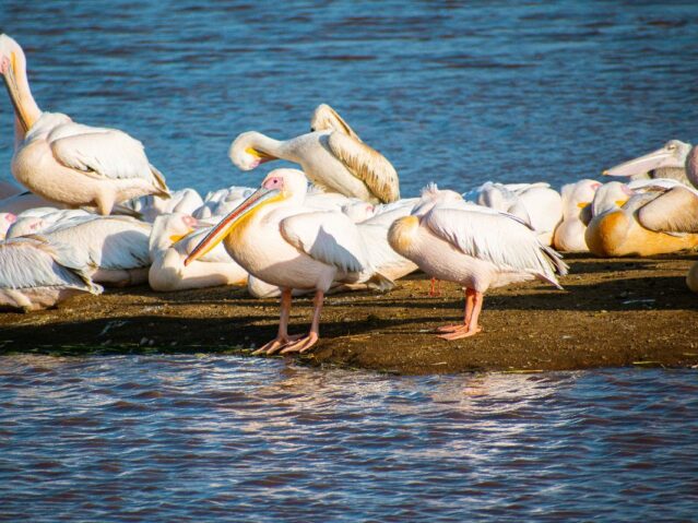 Lake Nakuru National Park