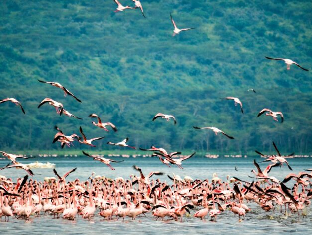 Lake Nakuru National Park flamingos