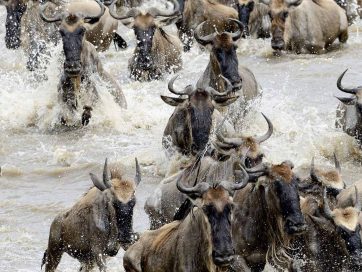 Great wildebeest migration Tanzania and Kenya