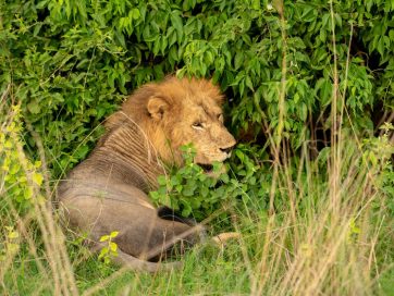 Best Places to See Lions in Uganda