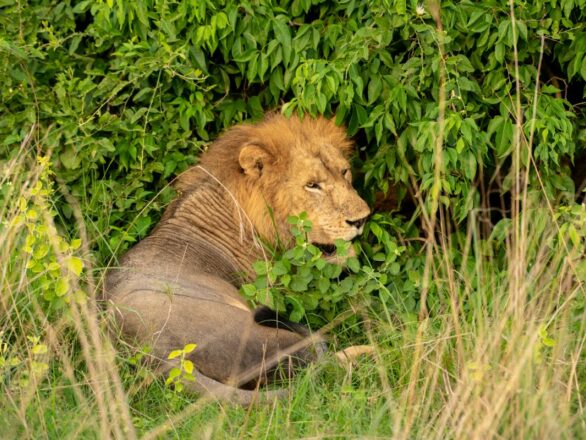 Best Places to See Lions in Uganda