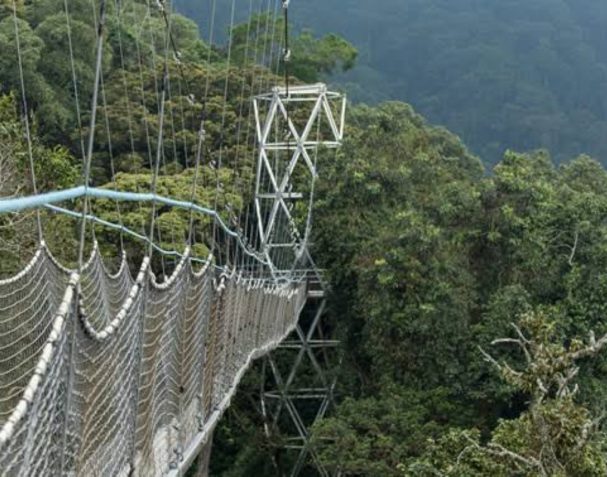 canopy walk in nyungwe