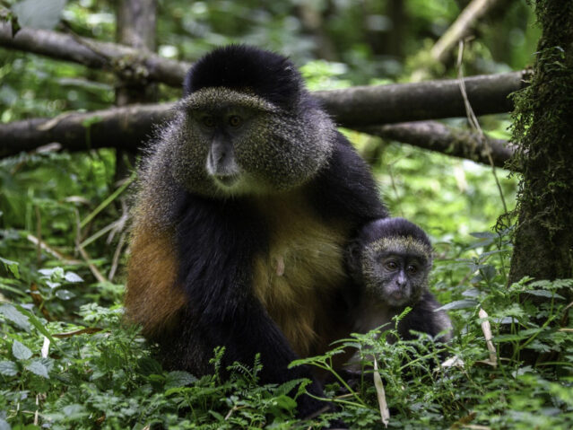 GOLDEN MONKEY TRACKING IN RWANDA