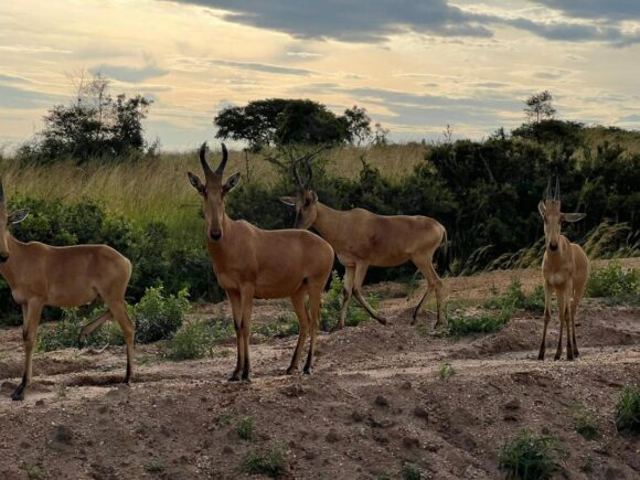 What to Expect on a Safari in Africa