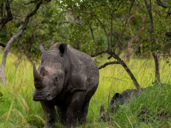 Where to See Rhinos in East Africa