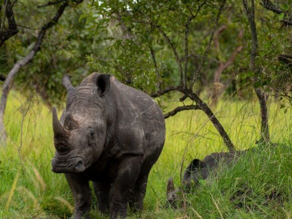 Where to See Rhinos in East Africa