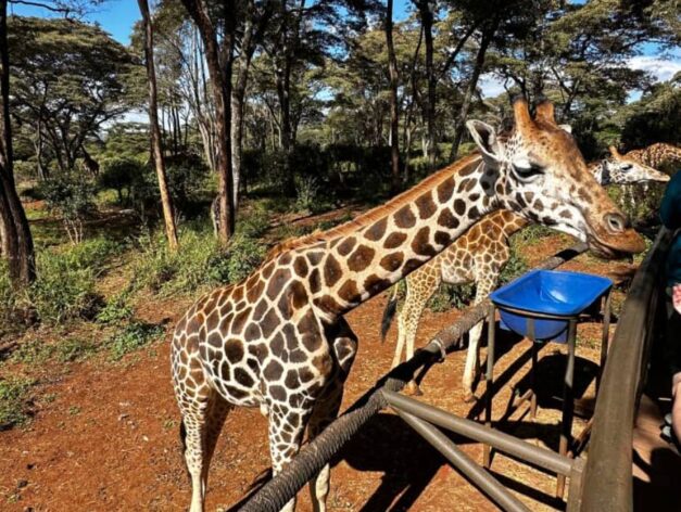 Nairobi Giraffe Center