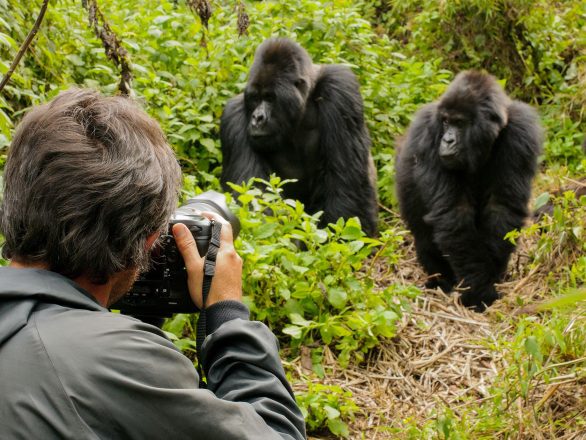 Uganda Gorilla Trekking