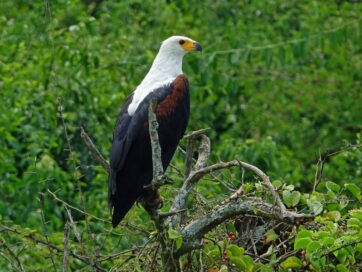 Where to Go for Birding Safari in Uganda - African fish-eagle bellbird