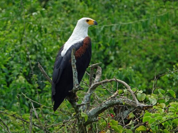 Where to Go for Birding Safari in Uganda - African fish-eagle bellbird