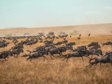 Top 4 Best Countries for Safari in East Africa