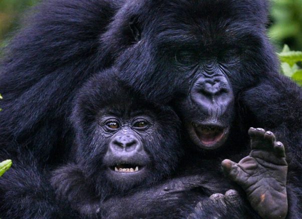 gorilla trekking in Uganda travel tips
