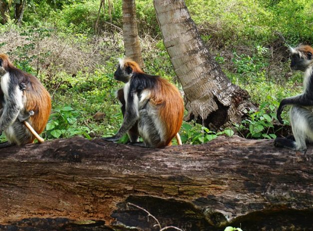 JOZANI FOREST RESERVE zanzibar