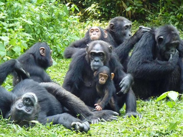 chimpanzee in uganda