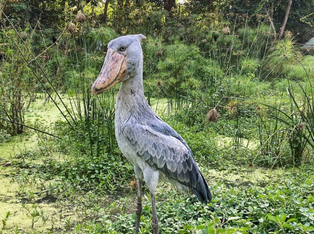 shoebill stork