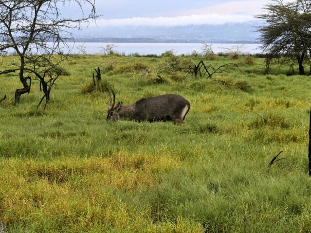 lake Nakuru National park