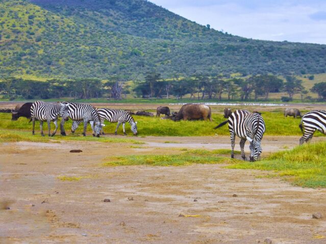 lake Nakuru National park safari