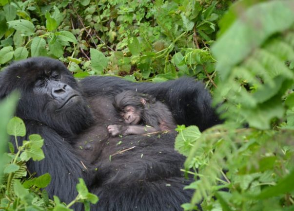bwindi national park gorilla trekking