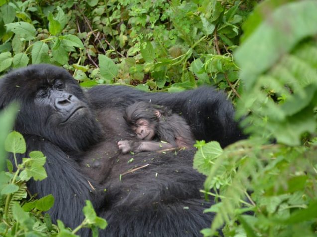 bwindi national park gorilla trekking