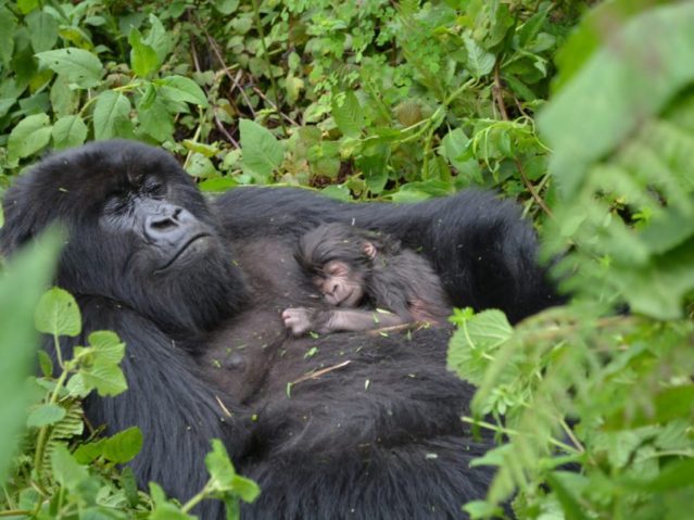 bwindi national park gorilla trekking