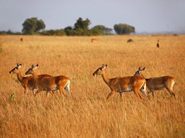 queen Elizabeth national park uganda