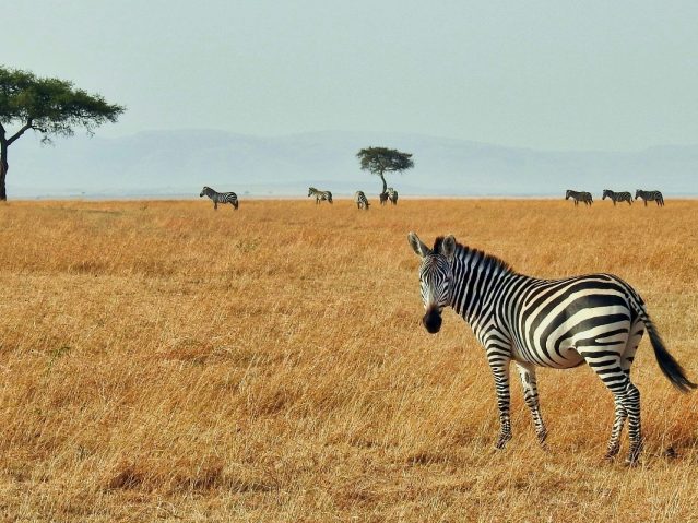 Maasai Mara National park kenya