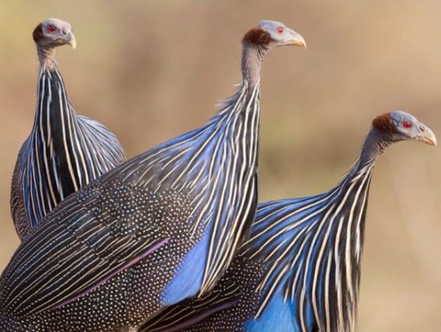 birding in tsavo national park Kenya