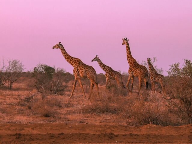 tsavo east national park