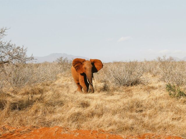 Tsavo National Park