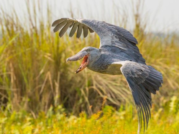 Where to See a Shoebill Stork Bird in Uganda