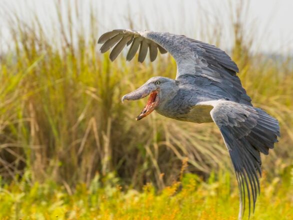 Where to See a Shoebill Stork Bird in Uganda